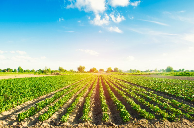 Procurando por Ácido Bórico para Agricultura?